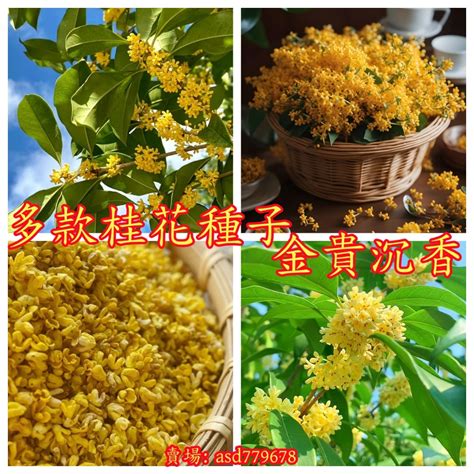 桂花樹種類|桂花品種大全圖識